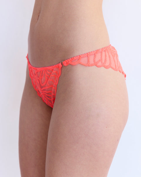 Antonella Brief